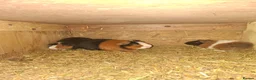 Guinea Pig rodents for sale: Guniea pigs males and females - Advert 8