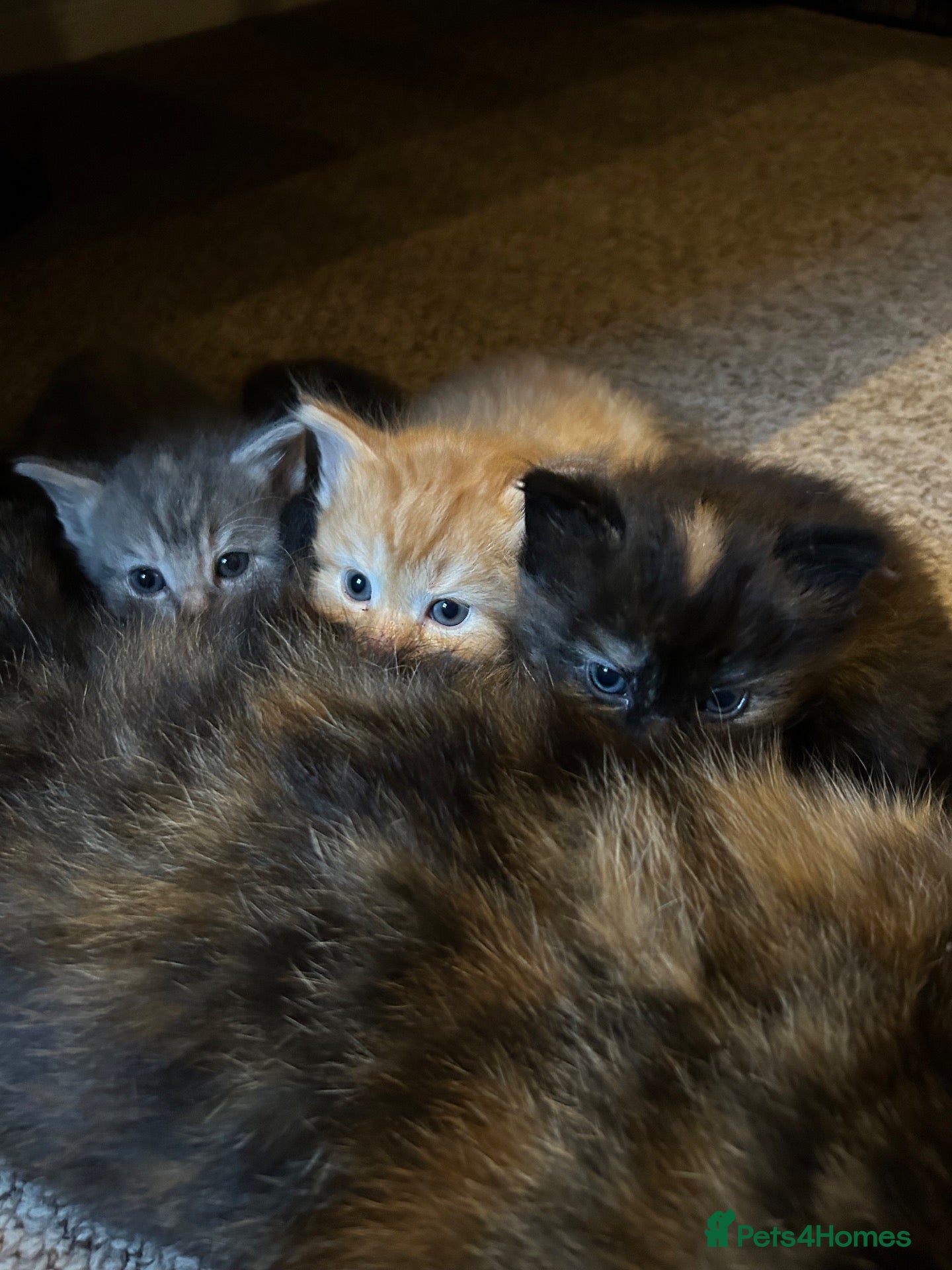 Mixed Breed cats Affectionate Kittens  - Advert 1
