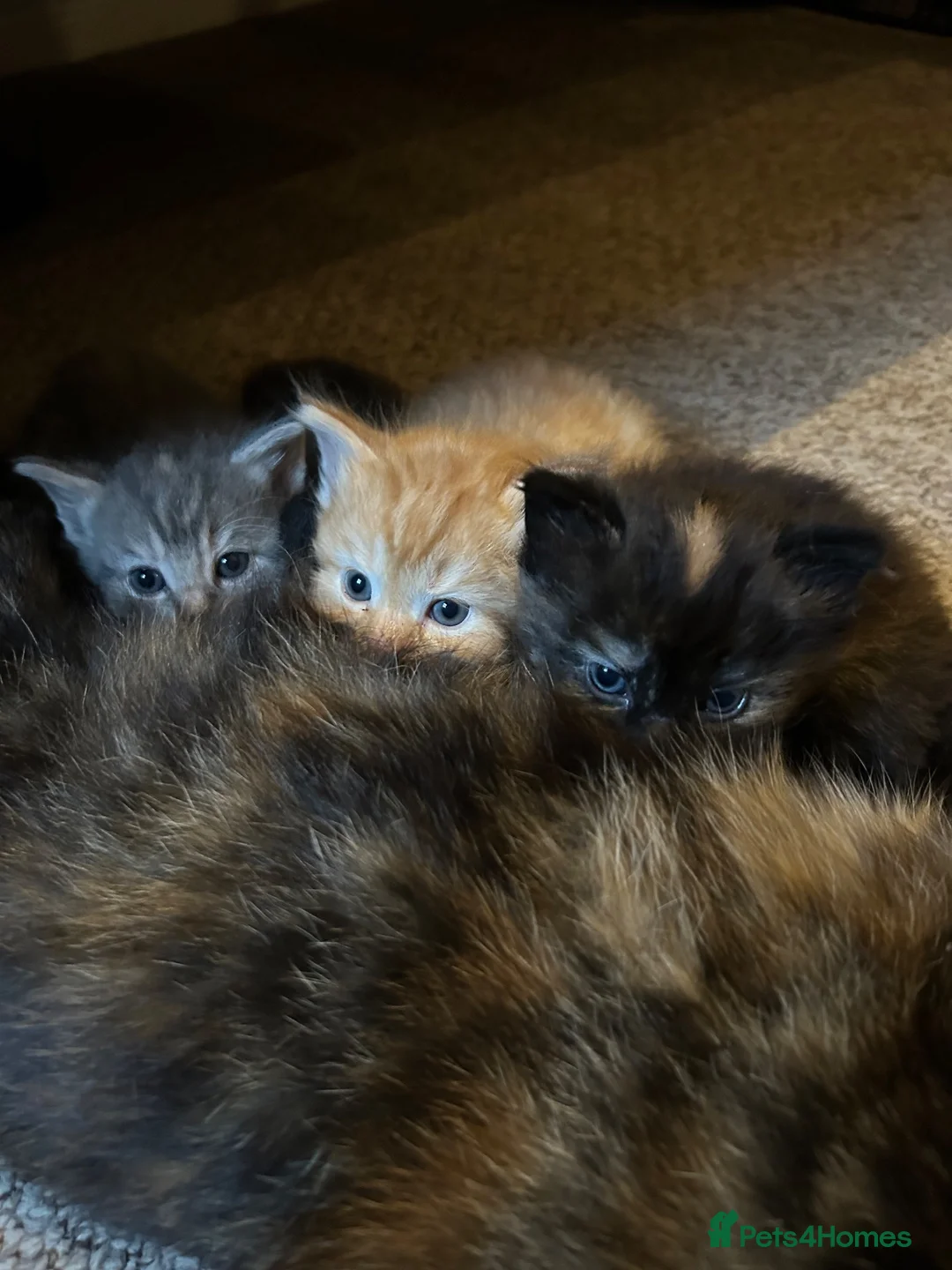 Mixed Breed cats for sale: Affectionate Kittens  - Advert 1