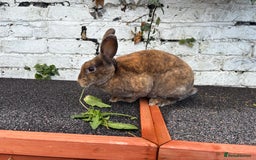 Rex rabbits for sale: Neutered Mini Rex Boy - Image 4