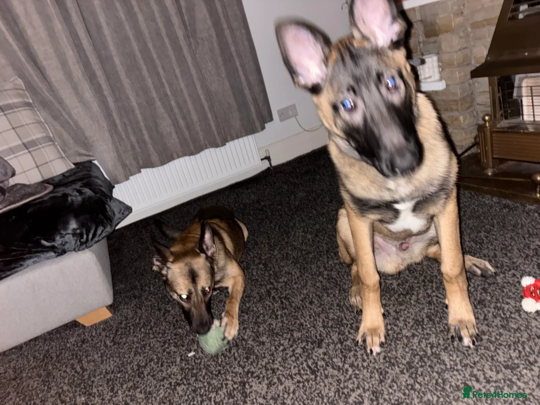 Belgian Shepherd Dog dogs for sale: Malinios male puppy in Barnoldswick - Advert 1