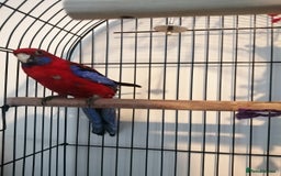 Parakeets birds for sale: Beautiful male parakeet  - Advert 1