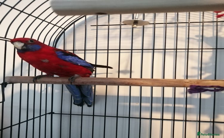 Parakeets birds Beautiful male parakeet  - Advert 1