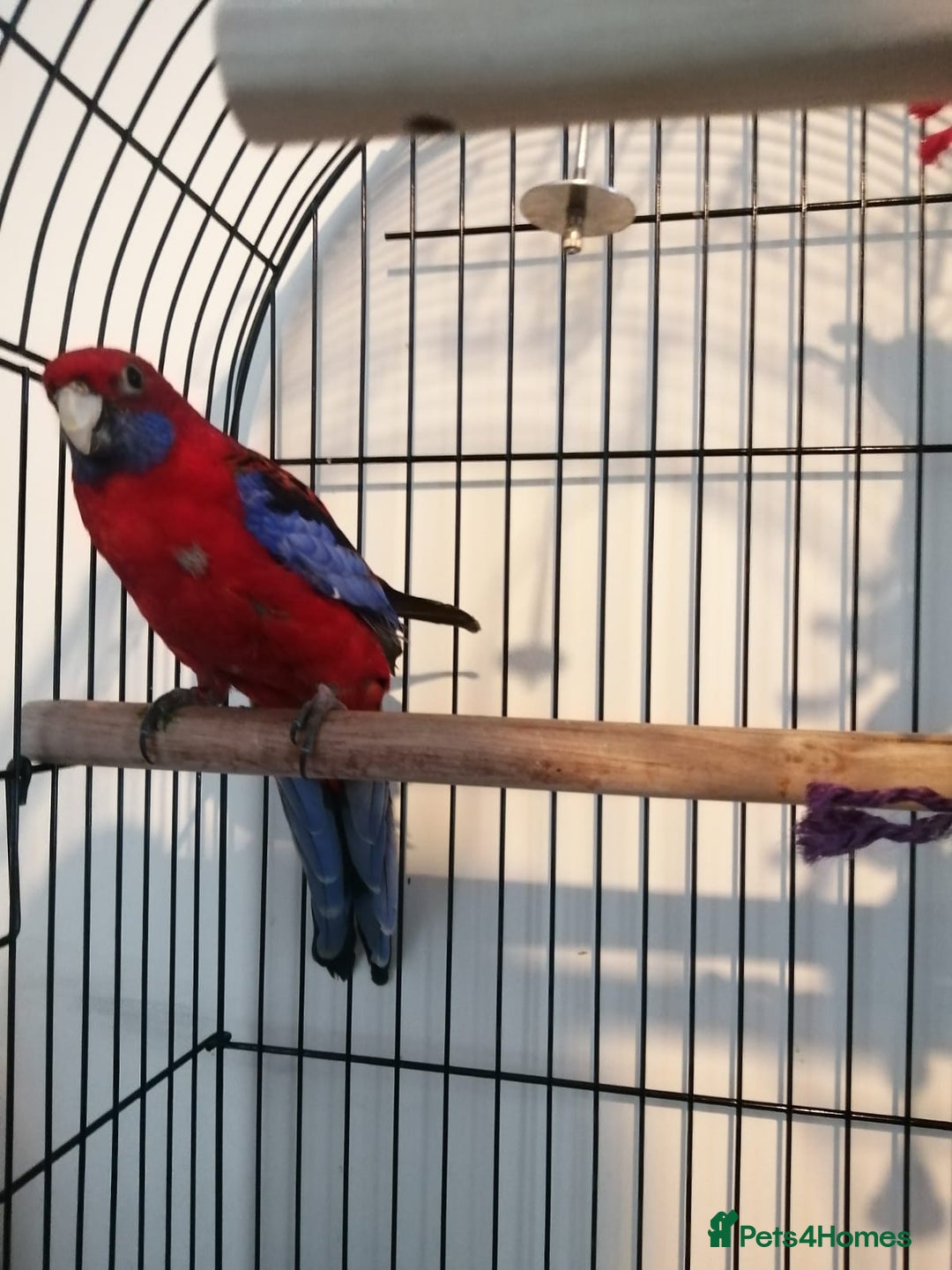 Parakeets birds for sale: Beautiful male parakeet  - Advert 1