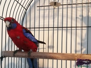 Parakeets birds Beautiful male parakeet - Advert 1