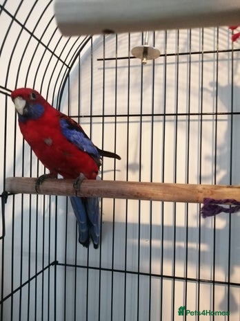 Parakeets birds Beautiful male parakeet - Advert 1