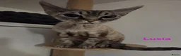 Devon Rex cats for sale: 💛 Devon Rex Kittens–2027 Litter Reservations 💛 - Advert 2