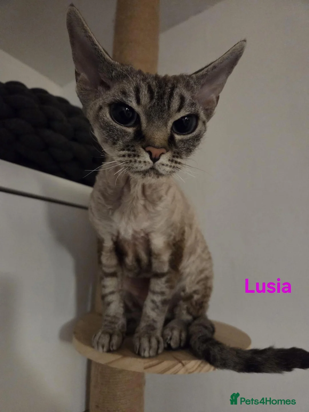 Devon Rex cats for sale: 💛 Devon Rex Kittens–2027 Litter Reservations 💛 - Advert 2