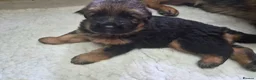 German Shepherd dogs for sale: Beautiful German shepherd puppies in Wednesbury - Advert 4