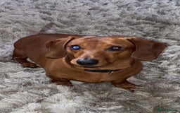 Dachshund dogs for sale: Mini dachshund puppies  - Image 6