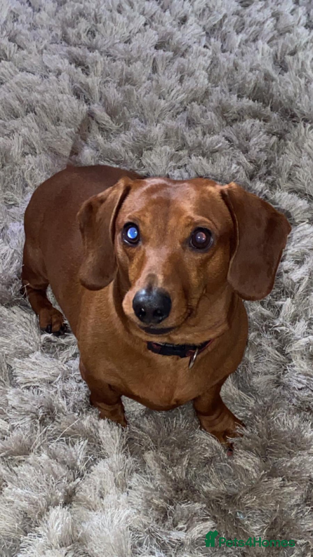 Dachshund dogs for sale: Mini dachshund puppies  - Image 6