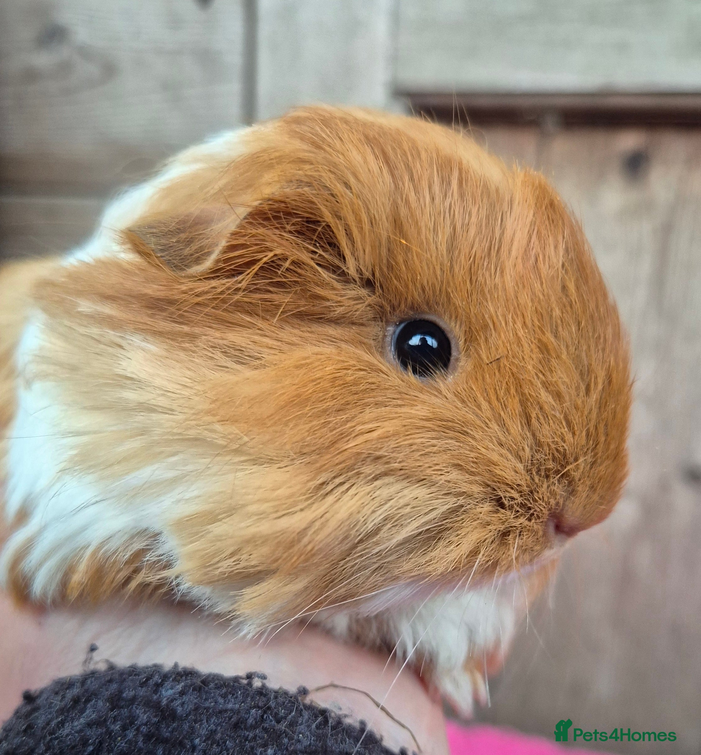 Guinea Pig rodents Baby sheltie boars - Advert 2