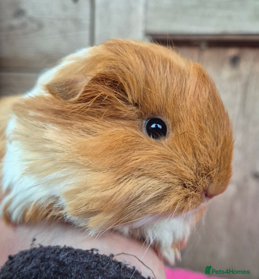 Guinea Pig rodents for sale: Baby sheltie boars - Advert 1