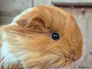 Guinea Pig rodents Baby sheltie boars - Advert 2