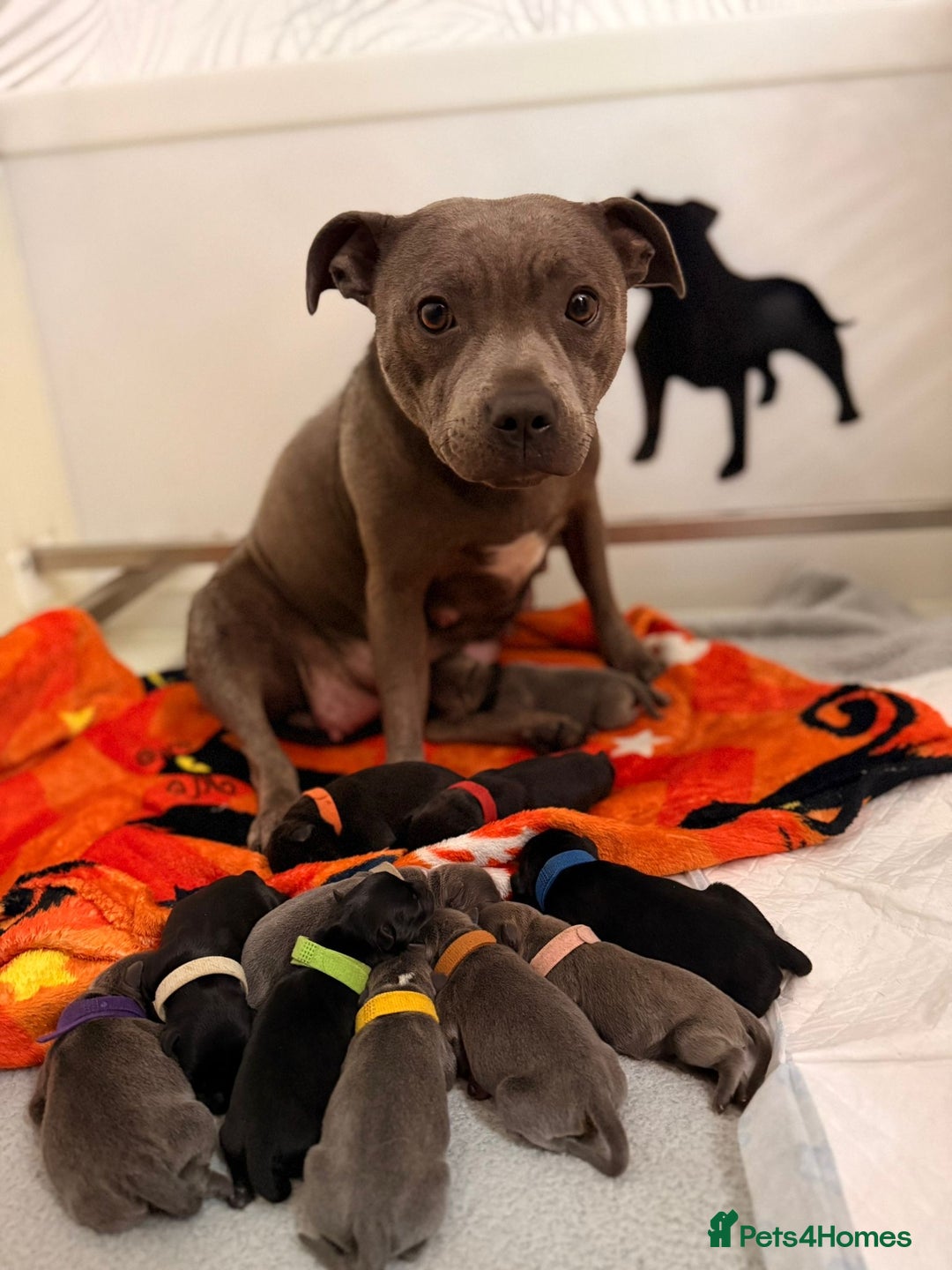 Staffordshire Bull Terrier dogs for stud: BILL - BLACK CHAMPION - BLUE GENE  - Advert 10