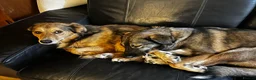 Mixed Breed dogs for adoption: Solo 💙🐾 in Worcester Park - Advert 6