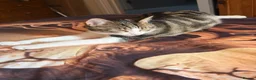 Mixed Breed cats for sale: Beany 1 Year old  - Advert 6