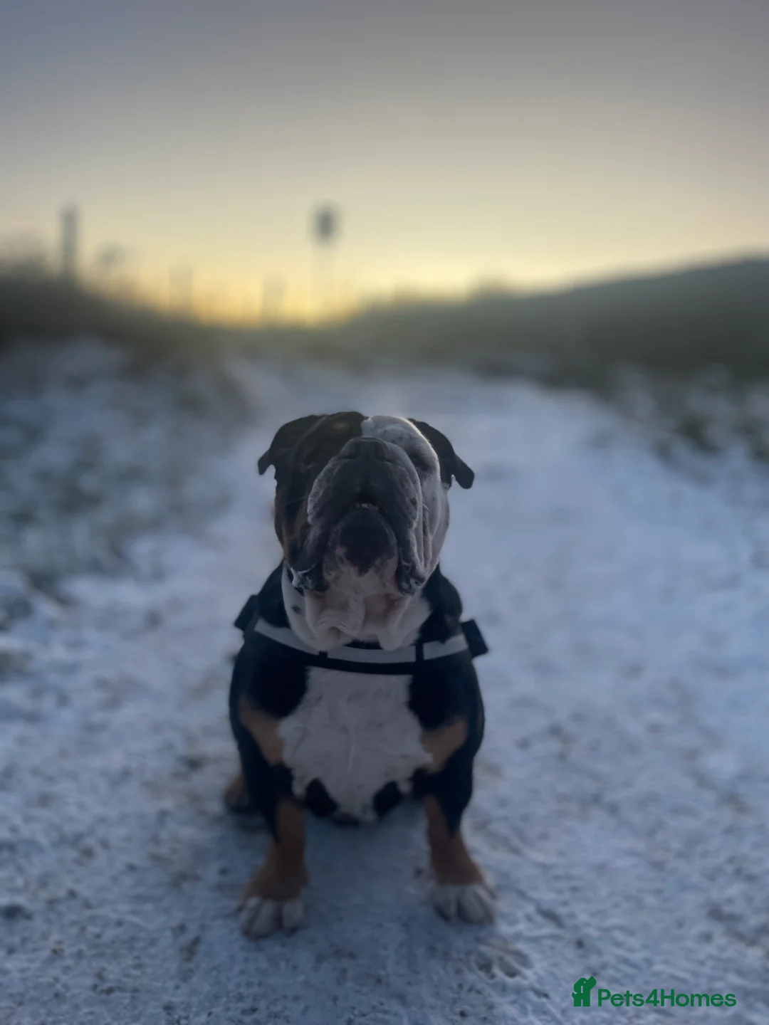 English Bulldog dogs for sale: Alfie English Bulldog  - Advert 8