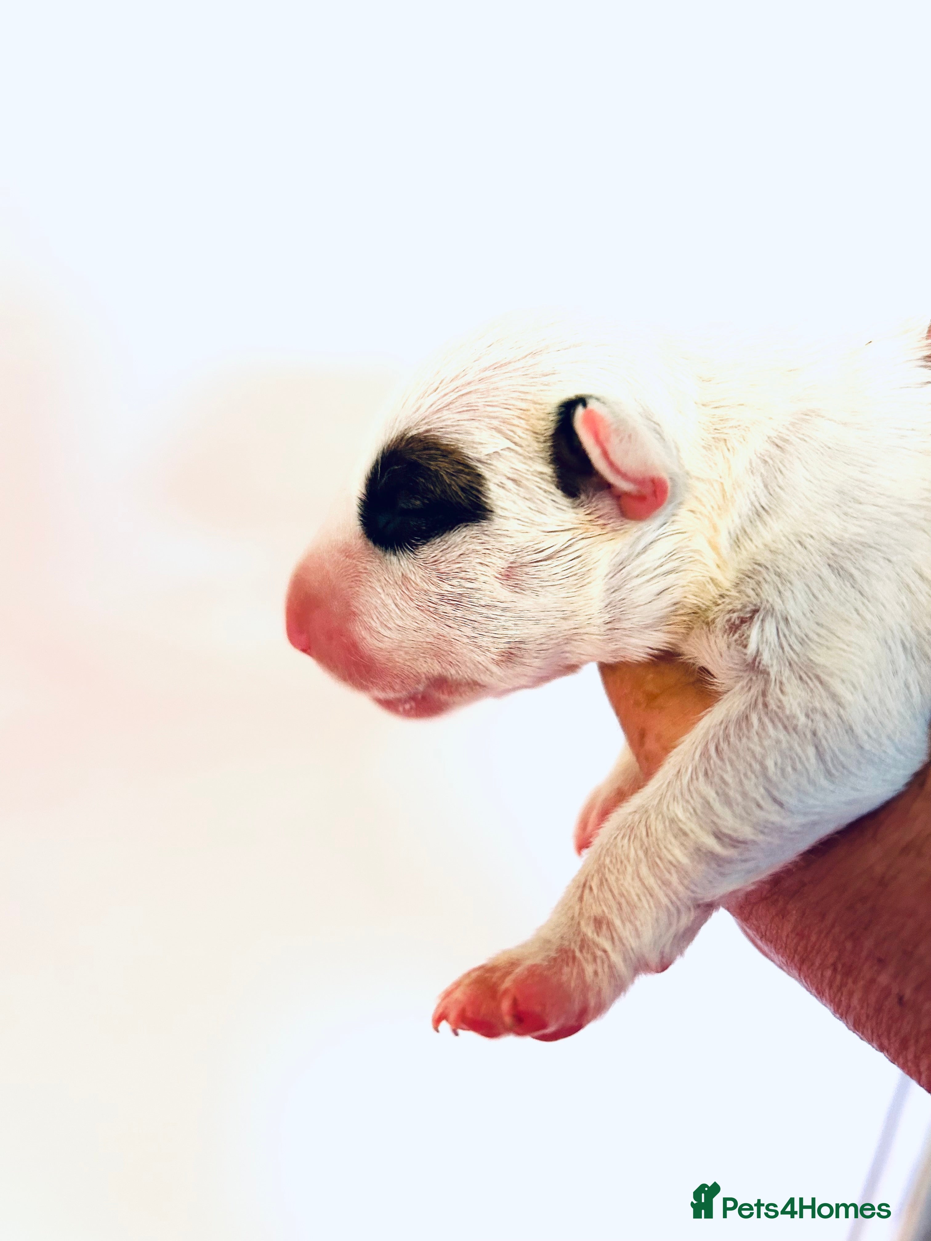 English Bull Terrier dogs KC Health Tested, UK Champion Lines,  - Advert 2