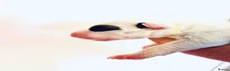English Bull Terrier dogs for sale: KC Health Tested, UK Champion Lines,  - Advert 12