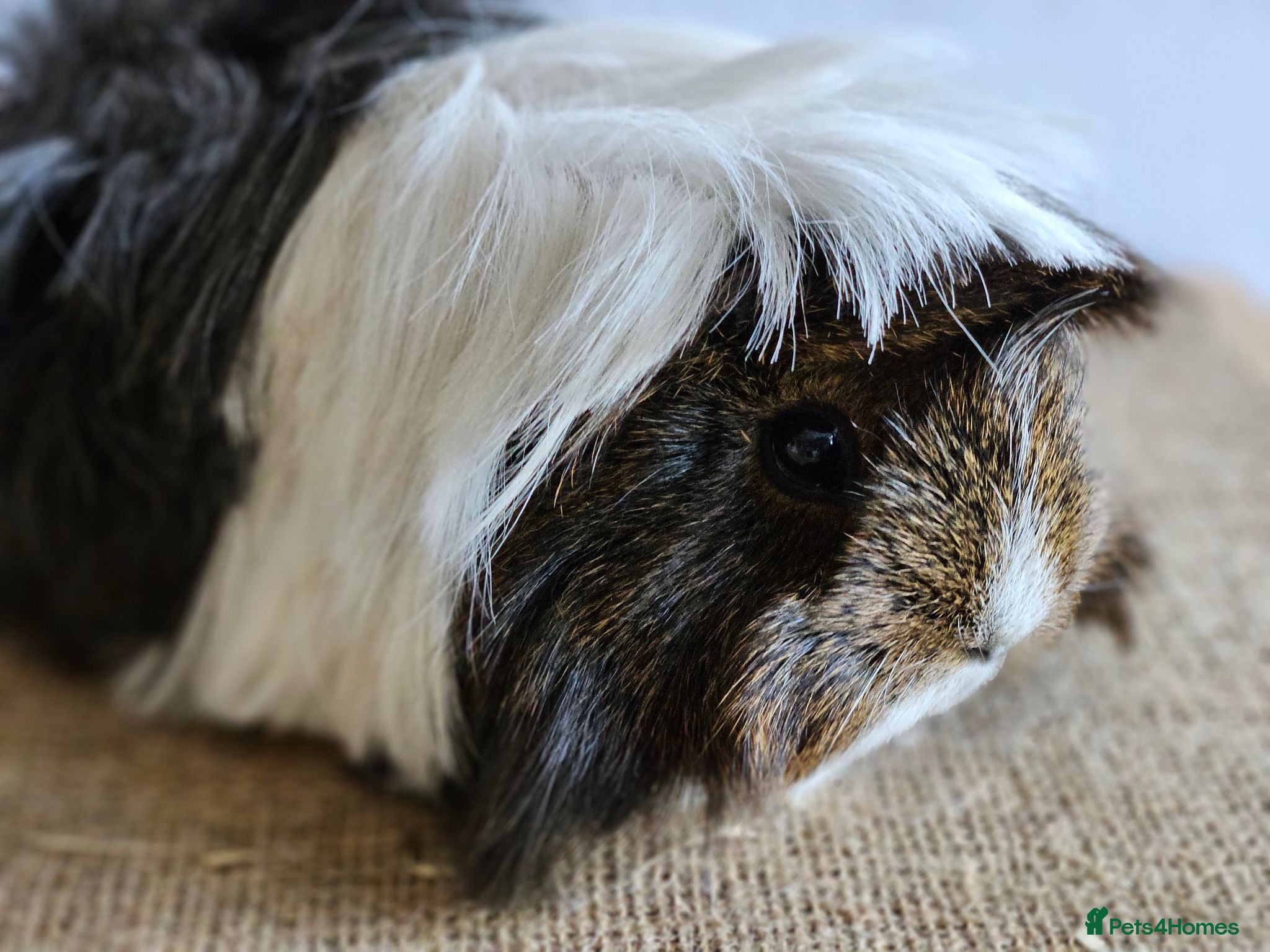 Guinea Pig rodents Various adult female guinea pig sows - Advert 1