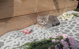 British Shorthair cats for sale: GORGEOUS BRITISH SHORTHAIR KITTENS – BLUE-SPOTTED - Image 9