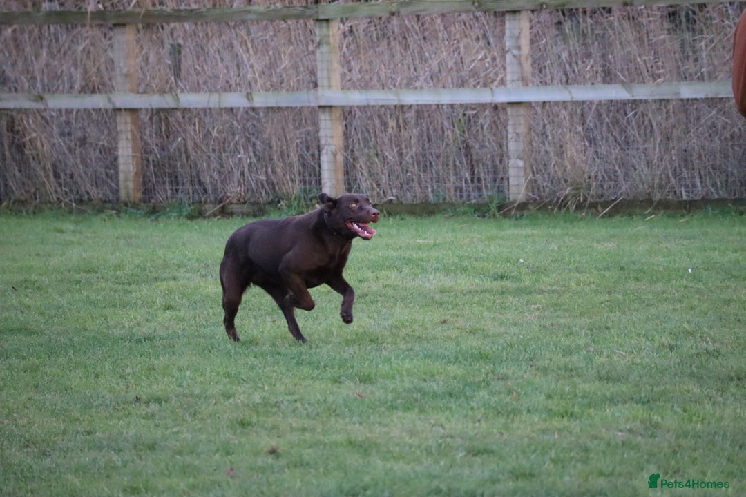 Labrador Retriever dogs for sale: Chocolate lab female  - Advert 18