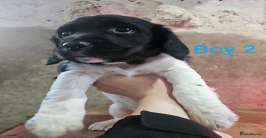 English Springer Spaniel dogs KC Registered Springer Spaniel Puppies  - Advert 4