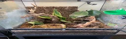 Frog reptiles for sale: Whites Tree Frog With Full Bioactive Vivarium in Clacton-on-Sea - Advert 3