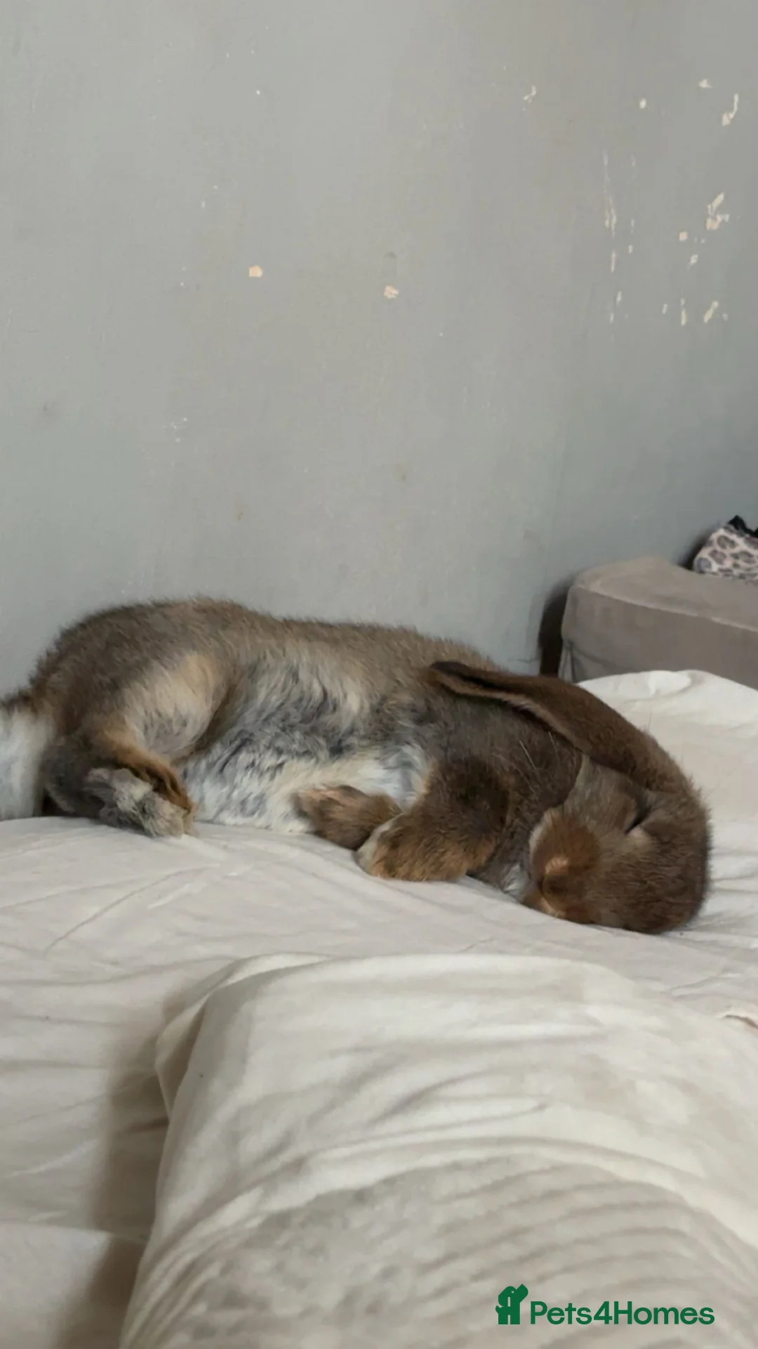 Dwarf Lop rabbits for sale: Lop dwarf rabbit  - Advert 2