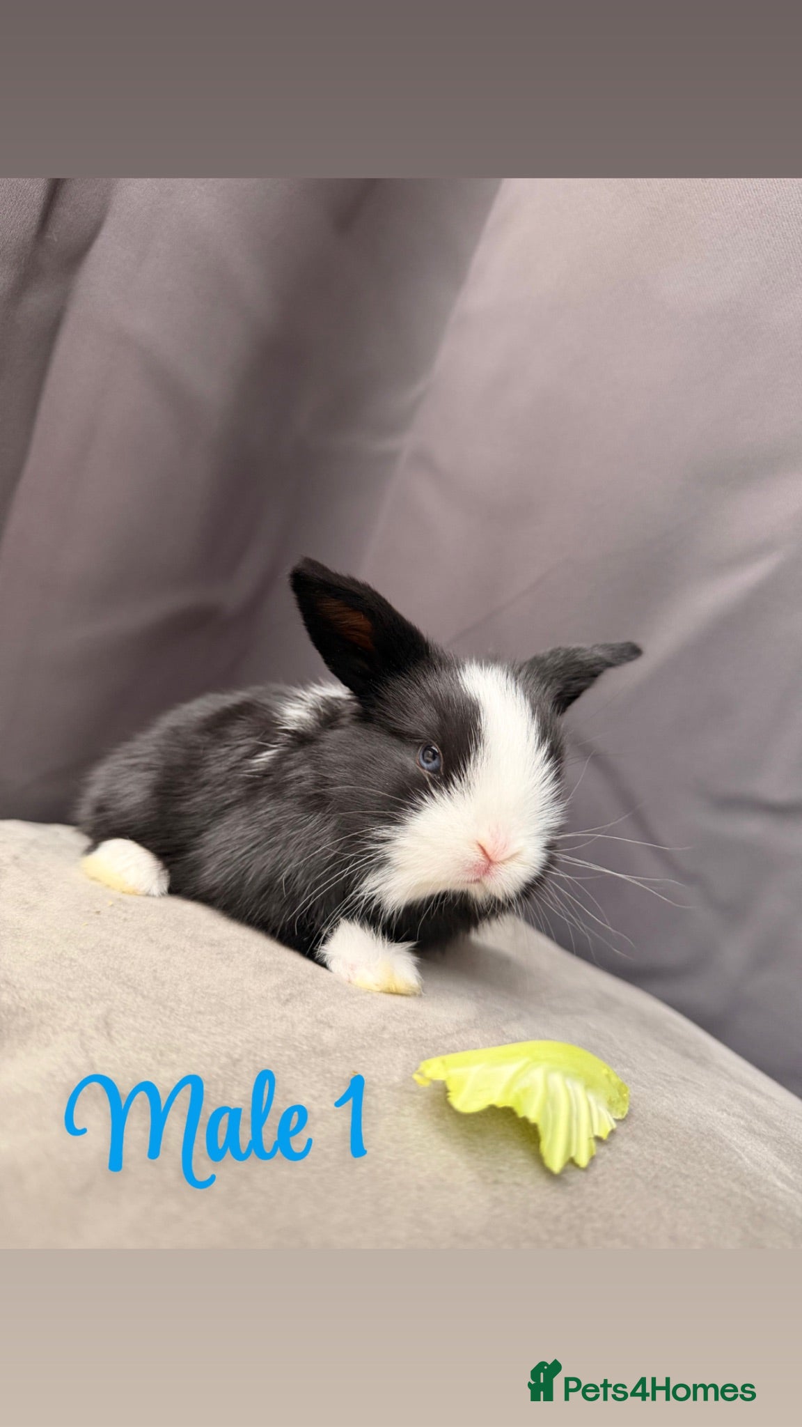 Mini Lop rabbits Mixed colour Mini lop bunnies for sale - Advert 1