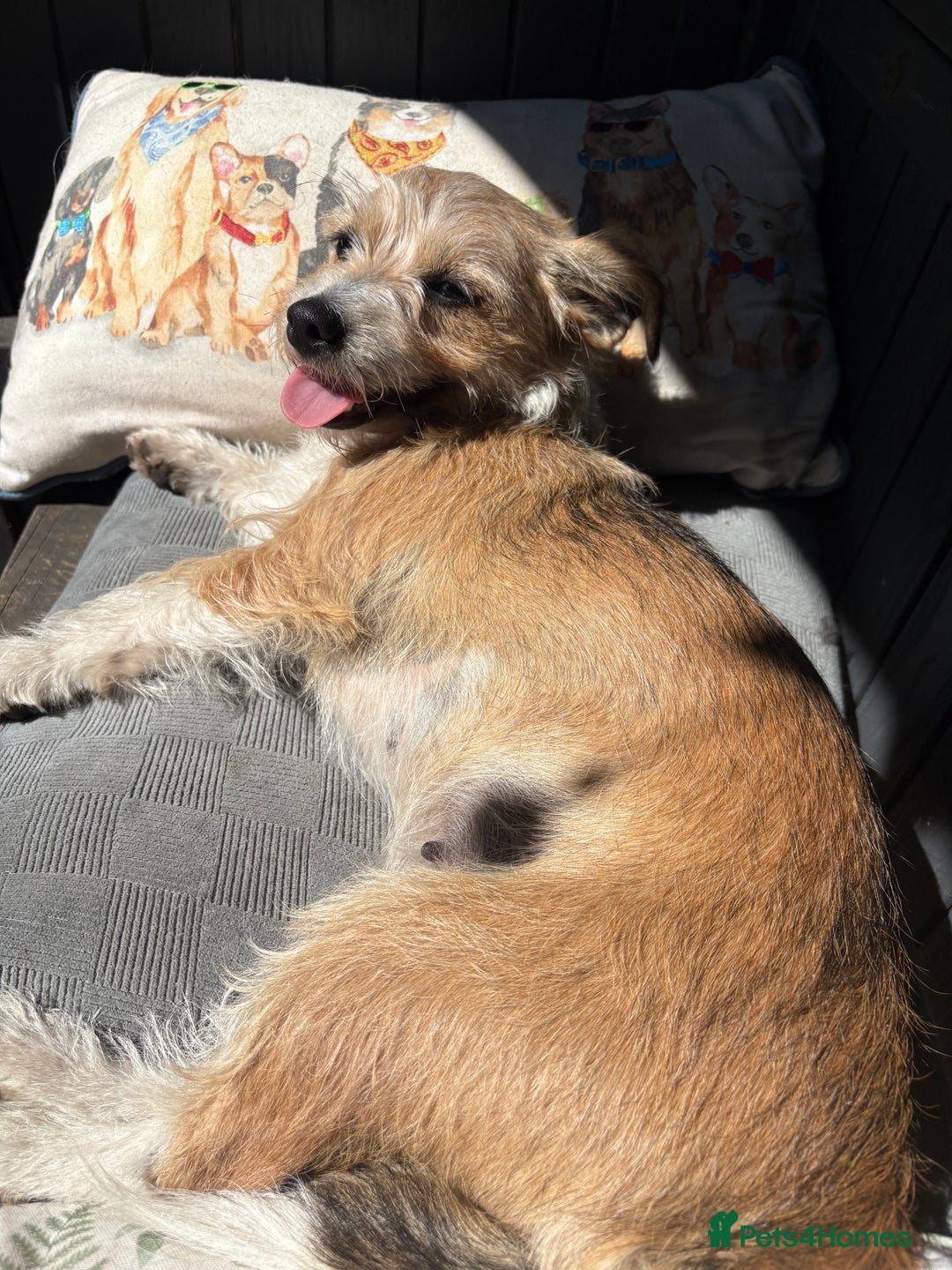 Mixed Breed dogs for sale: 2 Chinese crested chihuahua sisters  - Image 2