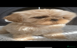 Shih Tzu dogs for sale: Shih tzu furbabies  - Image 6