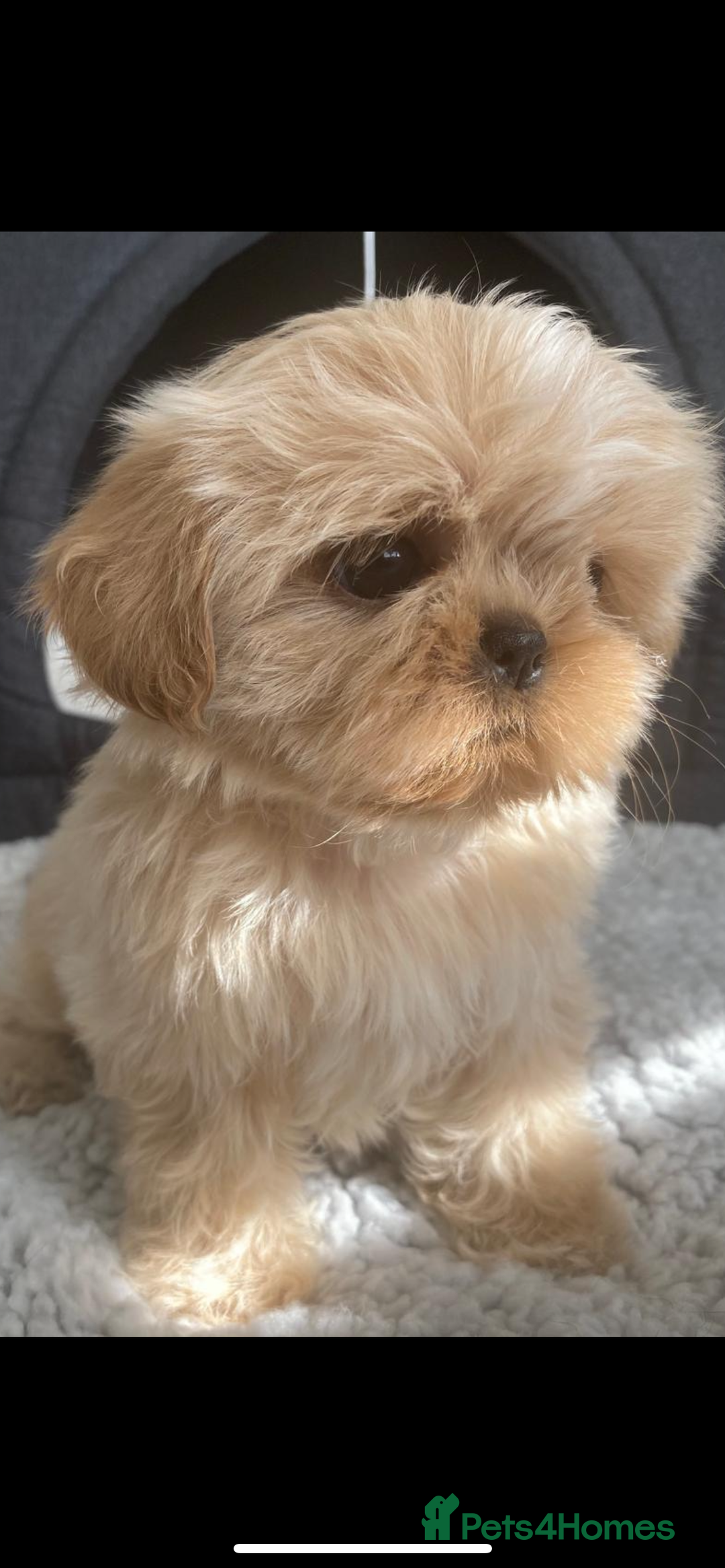Shih Tzu dogs for sale: Shih tzu furbabies  - Image 6