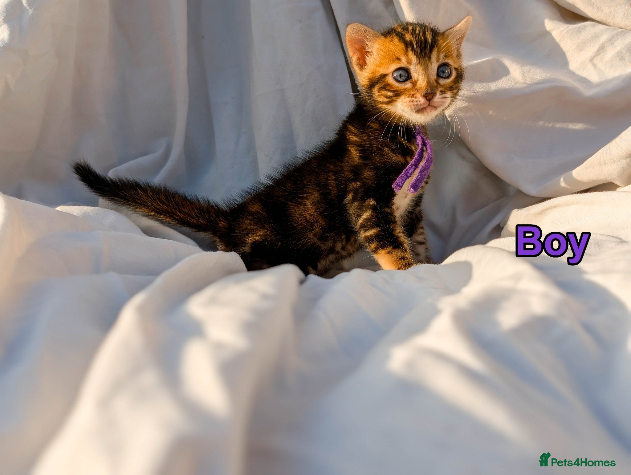 Bengal cats TICA Bengal Kittens | Health Tested | Charcoal - Advert 1