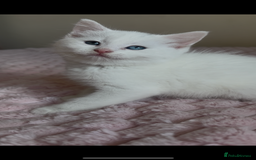 Ragdoll cats for sale: Ragdoll Cross Maine Coon Kitten - Image 13