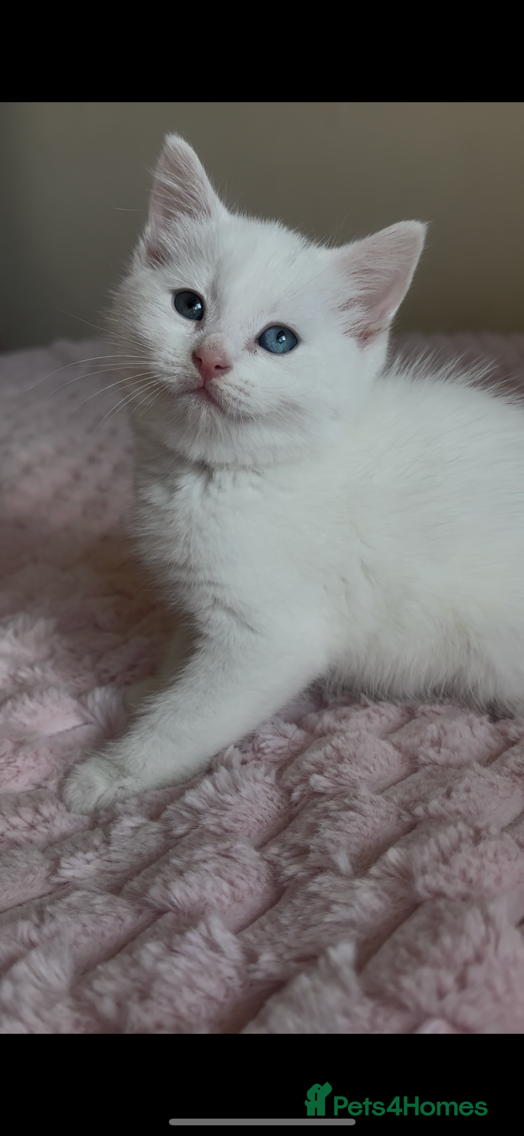 Ragdoll cats for sale: Ragdoll Cross Maine Coon Kitten - Image 13