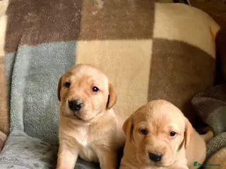 Labrador Retriever dogs Kennel club registered Labrador puppy's - Advert 1