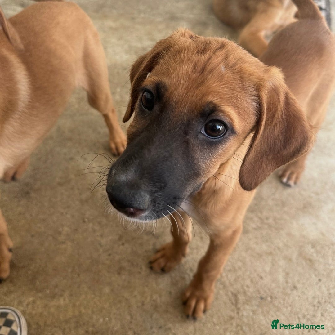 Mixed Breed dogs for adoption: Minnow (Hound/Shepherd mix) - Image 5