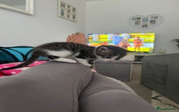 Maine Coon cats for sale: Mainecoon cross kittens - Image 12