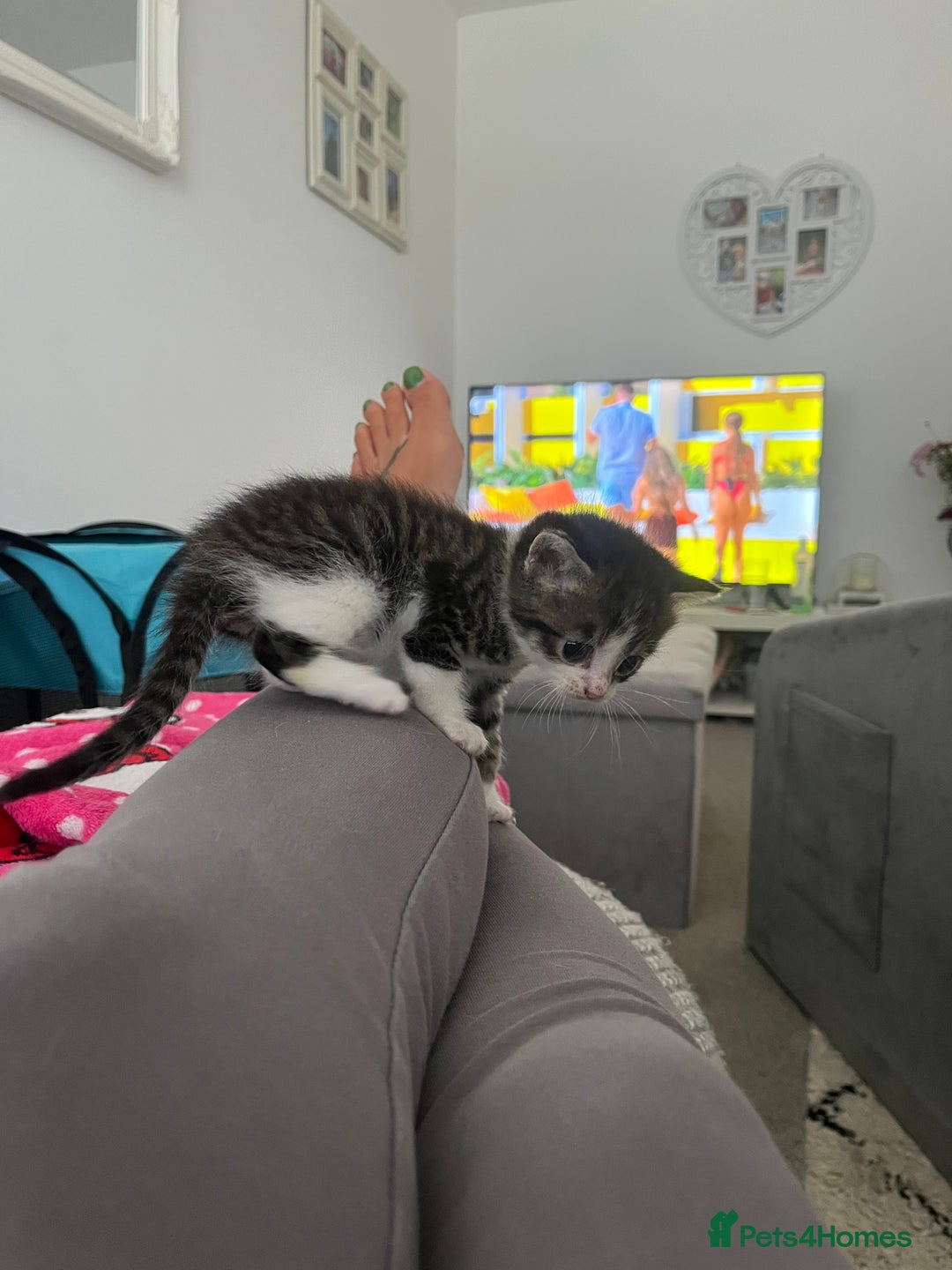 Maine Coon cats for sale: Mainecoon cross kittens - Image 12