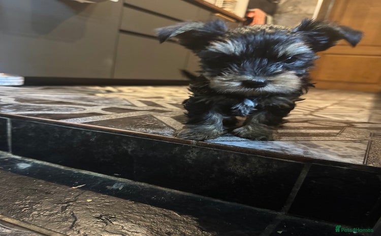 Yorkshire Terrier dogs - Advert 3