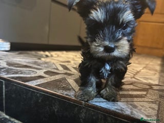 Yorkshire Terrier dogs - Advert 3