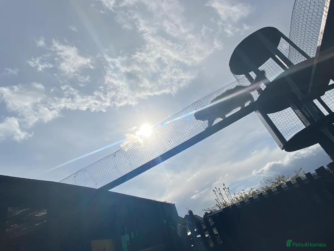 Ragdoll cats for stud: Active Gccf Blue bi Ragdoll in Grantham - Advert 2