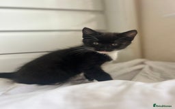 Mixed Breed cats for sale: Female kitten  - Image 3