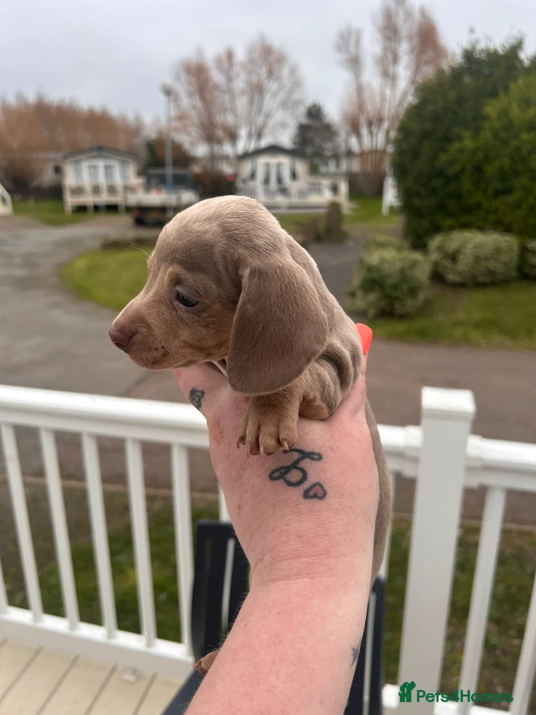 Miniature Dachshund dogs for sale: Isabella and tan/ Isabella dapple - Advert 16