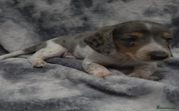 Miniature Dachshund dogs for sale: Miniature dachshund puppies  - Image 2
