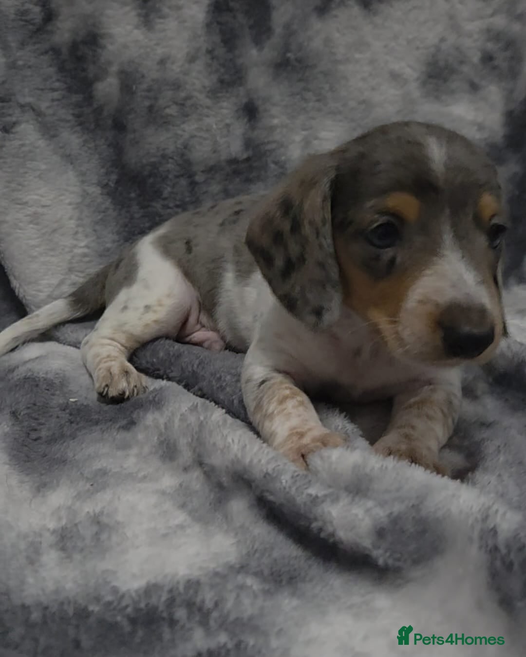 Miniature Dachshund dogs for sale: Miniature dachshund puppies  - Image 2