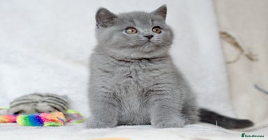 British Shorthair cats - Advert 1