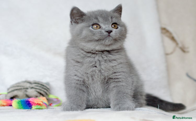 British Shorthair cats - Advert 5